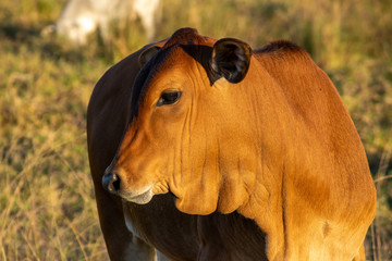 Gir cattle in the pasture