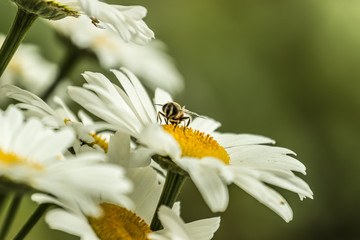 Fototapeta premium bee on camomile