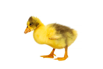 One young goose isolated on a white background. Newborn gosling isolated on white background. No shadows. Cute funny gosling on white background. A yellow fluffy, newborn goslings іsolated.