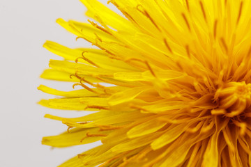 Dandelion flower head. Macro photo.