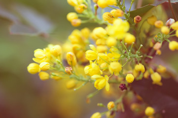Greeting card with close up fresh aromatic Mahonia aquifolium flower against blurred background.