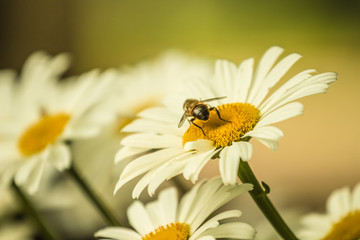bee on flower
