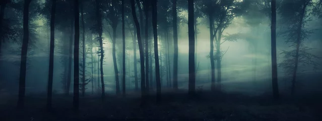 Fototapeten dunkles mysteriöses Waldpanorama, Fantasielandschaft © andreiuc88