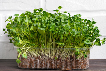 Naklejka premium Natural organic microgreen in a transparent box on a wooden table against white brick wall.