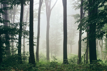 trees in mist in natural green forest