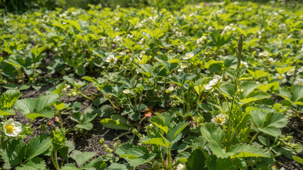 blooming raspberries close up