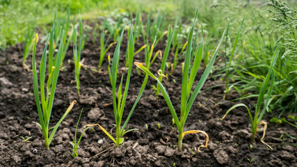 young garlic grows on the ground