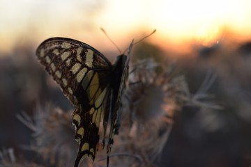 Papilio hospiton - ospitone sardinia butterfly Corsican swallowtail