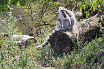 maki catta in a zoo in vienna (austria)