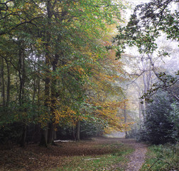 Woodland in early autumn