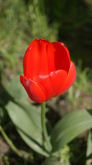 red tulip on a green background