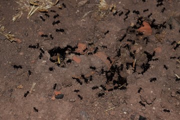 Black ants on the land close up