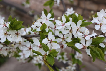 wild Apple tree blooms, green around