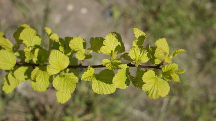 yellow leaves of a tree