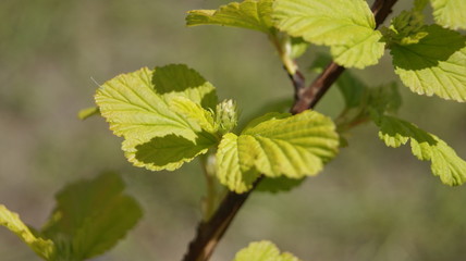 yellow leaves of a tree