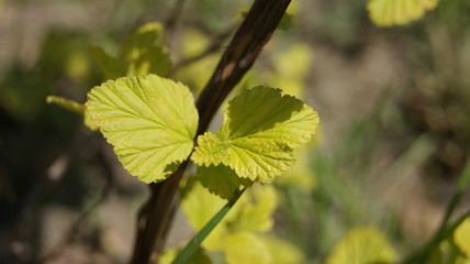 yellow leaves of a tree
