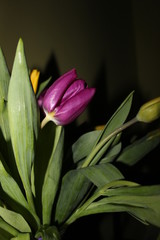 
beautiful bouquet of tulips