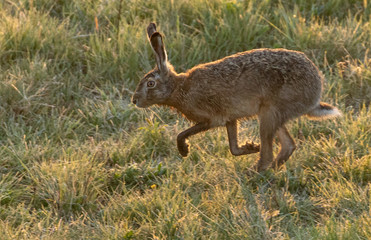 Brown Hare / European Hare