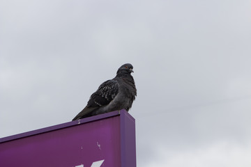 pigeon on a billboard,one pigeon sitting on the edge of a billboard advertising