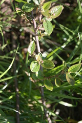 close up a green plant