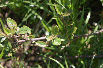 Obraz premium close up a green plant