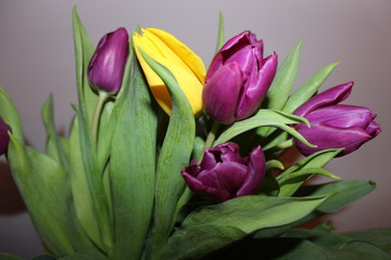 Fototapeta premium beautiful bouquet of tulips