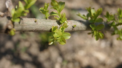 spring in the garden