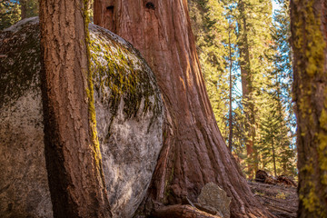 Sequoia Trees WIth Huge Rock Stranded In Between.