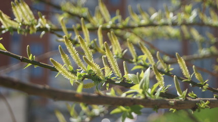 close up of a tree in the spring