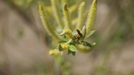 close up of a tree in the spring