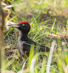 Black Woodpecker