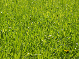 Large green field with grass under the bright sun