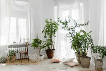 Minimalist white Scandinavian interior of living room with tuft root plants in flowerpots, rugs on the floor and small throw pillows on the wooden floor.