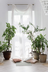 Minimalist white Scandinavian interior with home plants in flowerpots, rugs on the floor and small throw pillows with white transparent drapery on floor-to-ceiling windows.
