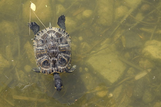 Yellow-bellied slider - Trachemys scripta scripta in the lake green water parco di monte Urpinu