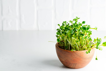 Home grown fresh organic microgreen in a wooden bowl on a light grey background. Close-up view.