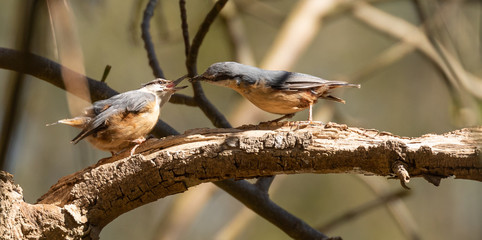 Eurasian Nuthatch in feeding / courting ritual, spring time © David