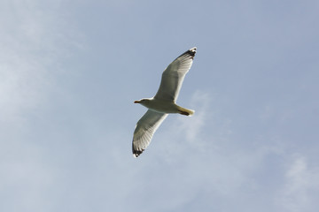 seagulls flying in the sky 