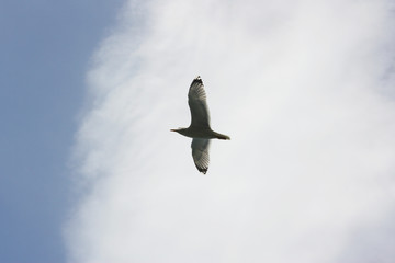 seagulls flying in the sky 