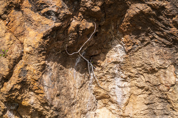 fig tree growing among the rocks


