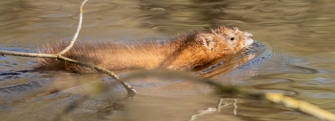 Water Vole