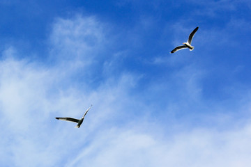 seagulls flying in the sky 
