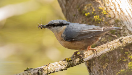 Eurasian Nuthatch