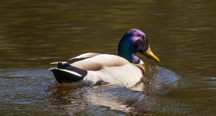 Mallard drake