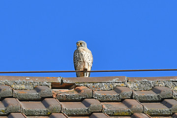 Ein Turmfalke sitzt auf dem Dach und beobachtet die Gegend.