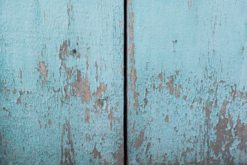 The surface of old dry wooden boards of blue color. The paint on the surface is dry and wrapped.