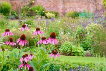 Echinacea flowers in English country garden with wall in background - obrazy, fototapety, plakaty