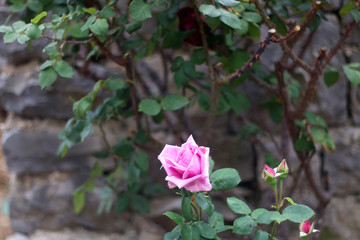 Obraz na płótnie Canvas Pink rose growing in a garden. Selective focus.