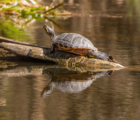 Obraz premium Yellow bellied Slider terrapin