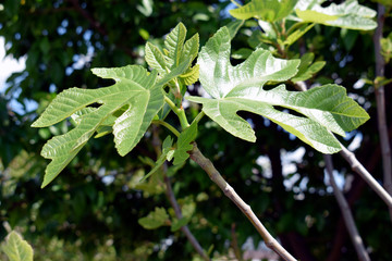 Green leaves of a fig tree in the gsrden. Subtropical deciduous plant of the genus Ficus of the Mulberry family.